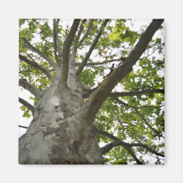 Sycamore Tree Magnet