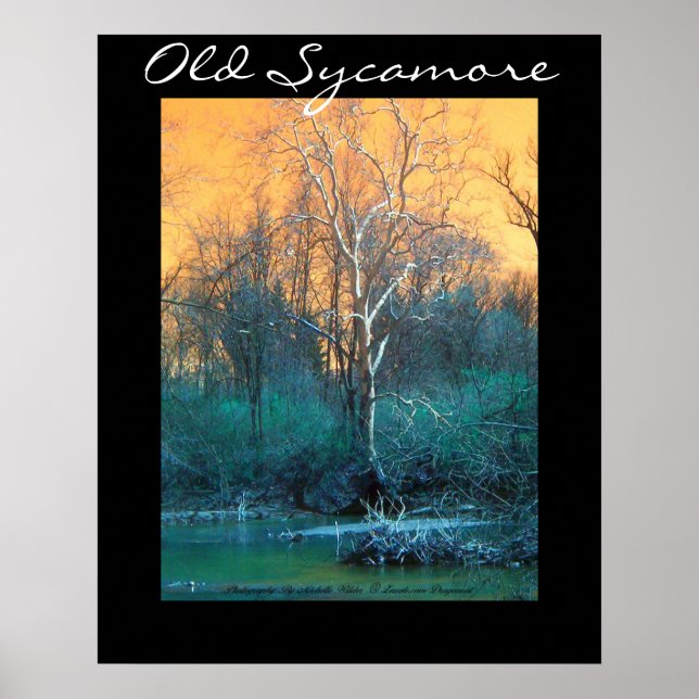 Sycamore Tree, Old Sycamore Poster (Vorne)