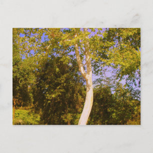 Sycamore Tree Postkarte