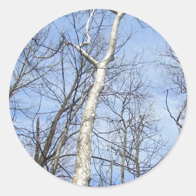 Sycamore Tree Stickers (Vorderseite)