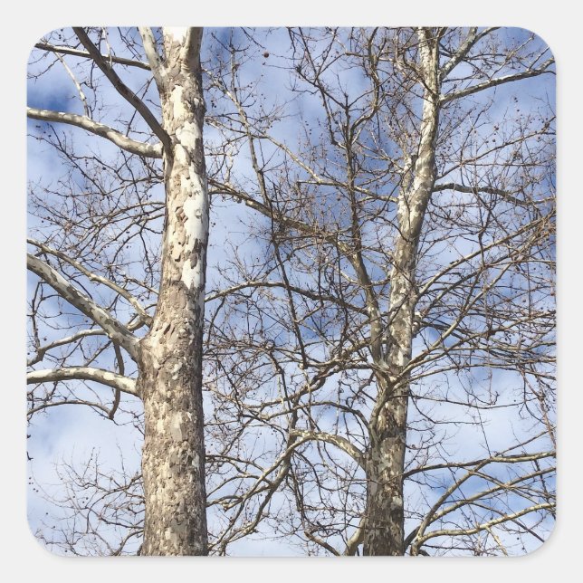 Sycamore Trees in einem Winterhimmel — Quadratischer Aufkleber (Vorderseite)