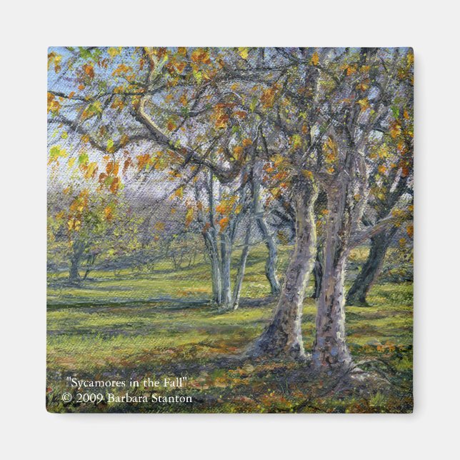 Sycamores im Fall Magnet (Vorne)