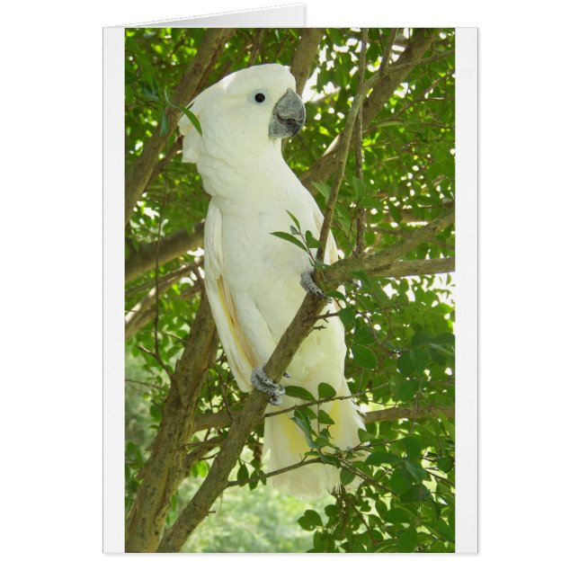 Sydney Cockatoo (Vorne)