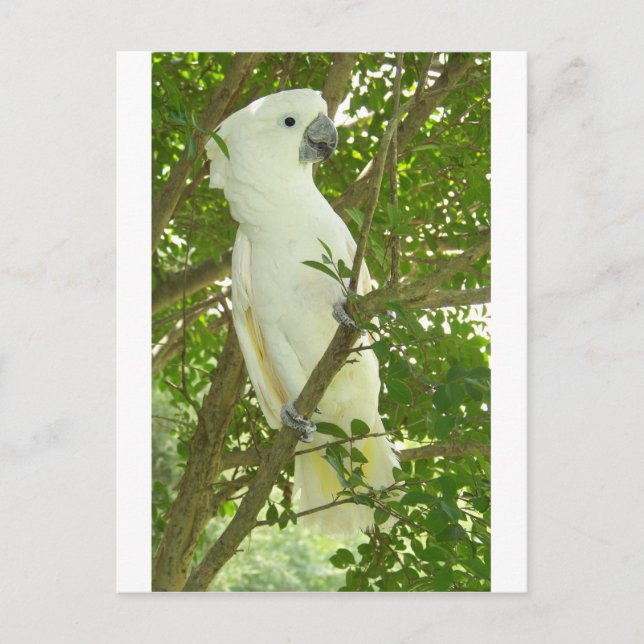 Sydney Cockatoo Postkarte (Vorderseite)