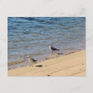 Sydney Möwe mit sonnenbeschienenem Wasser Strandfo Postkarte