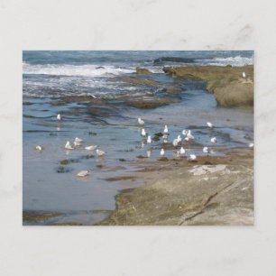 Sydney Möwe mit Wasser-Strand-Fotografie Postkarte