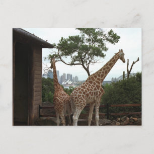 Sydney Opera House Postcard Postkarte