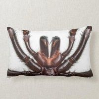 Sydney Trichter-Netz Spinne