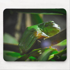 Sydney Zoo - Green Tree Frog Mousepad