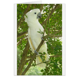 SydneyCockatoo