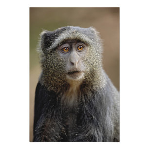 Sykes oder Blaffe, Cercopithecus mitis, Fotodruck