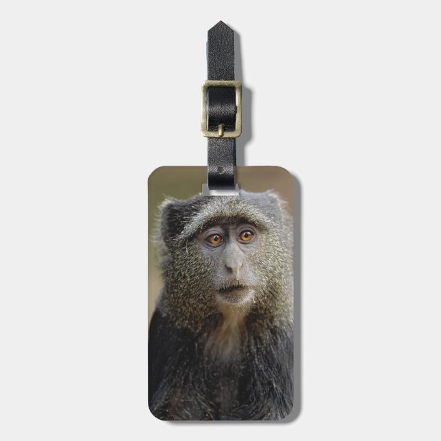 Sykes oder Blaffe, Cercopithecus mitis, Gepäckanhänger (Vorderseite vertikal)