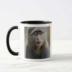 Sykes oder Blaffe, Cercopithecus mitis, Tasse