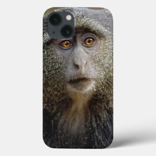 Sykes oder Blaffen, Cercopithecus mitis, Case-Mate iPhone Hülle
