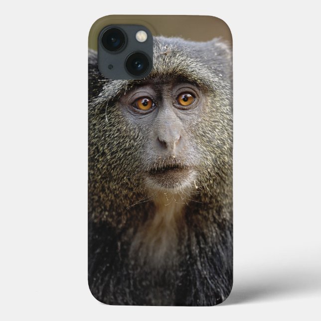 Sykes oder Blauer Affe, Cercopithecus mitis, Case-Mate iPhone Hülle (Rückseite)