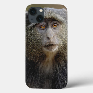 Sykes oder Diademmeerkatze, Cercopithecus mitis, Case-Mate iPhone Hülle