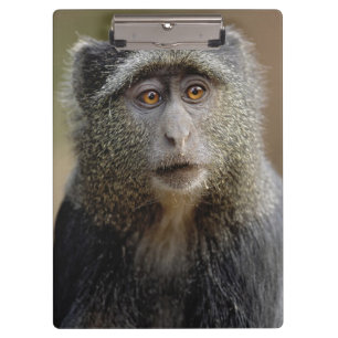 Sykes oder Diademmeerkatze, Cercopithecus mitis, Klemmbrett