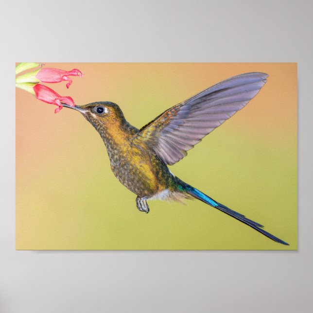 Sylph Hummingbird mit Long Schwanz Print Poster (Vorne)