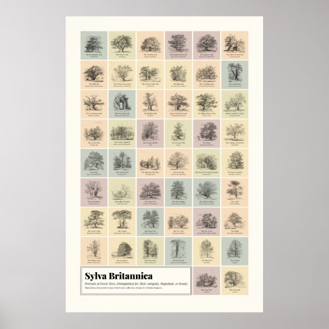 Sylva Britannica Poster (Vorne)