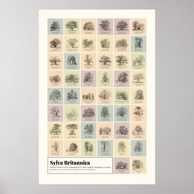Sylva Britannica Poster (Vorne)