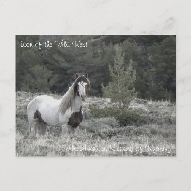 Symbol des Wilden Westens - Postkarte (Vorderseite)