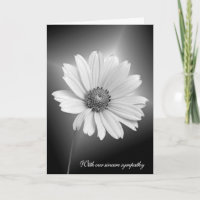 Sympathie Weiße Daisy mit Lichtstrahlen