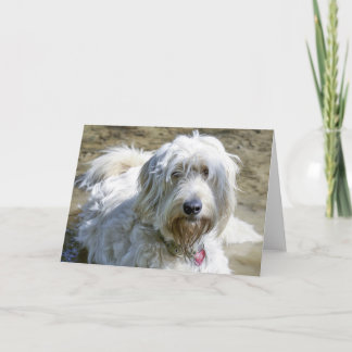 Sympathische Hunde helfen, die Schmerz über Karte