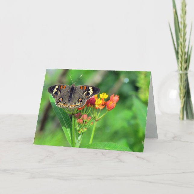 Sympathy Card (Common Buckeye 2470) Karte (Vorderseite)