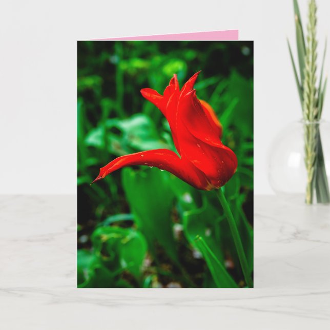 Sympathy Card with a Photo of a Canna Lily Karte (Vorderseite)