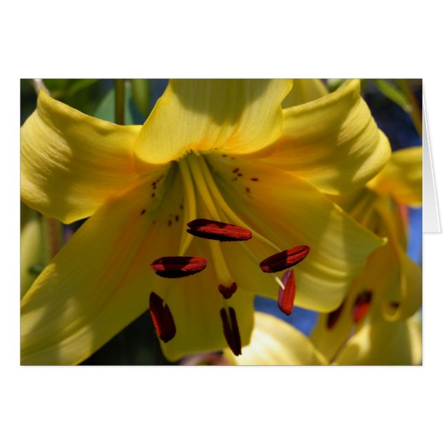 Symphonie in Gelb (Vorderseite (Horizontal))