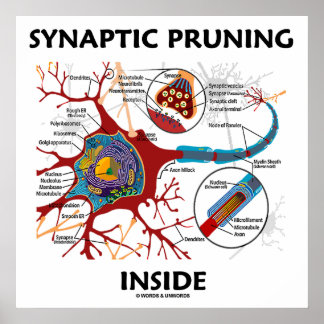 Synaptisches Beschneiden in Neuron Synapse Neurolo Poster