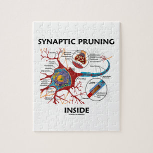 Synaptisches Beschneiden in Neuron Synapse Neurolo Puzzle