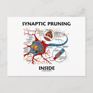 Synaptisches Beschneiden innerhalb der Neuron Syna Postkarte