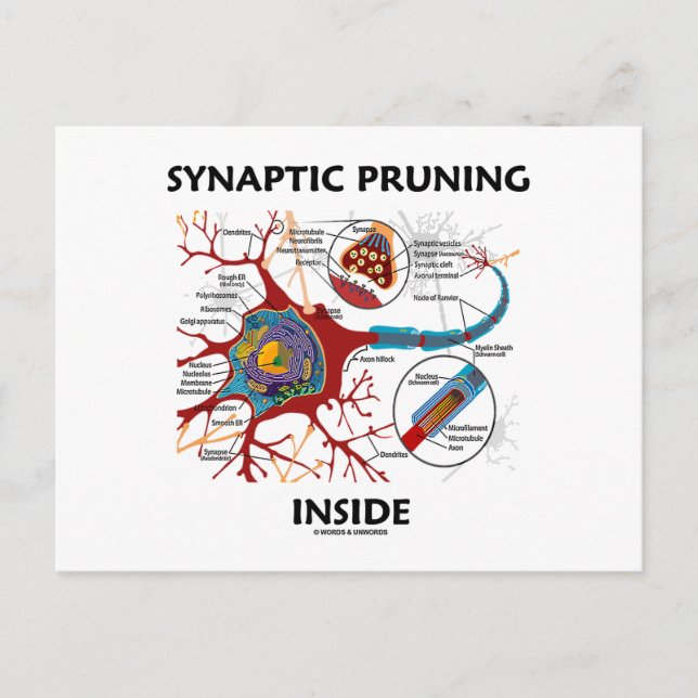 Synaptisches Beschneiden innerhalb der Neuron Syna Postkarte (Vorderseite)