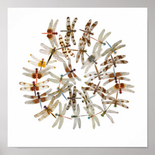 Synchronisierte Libellen Poster