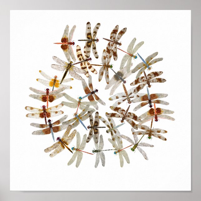 Synchronisierte Libellen Poster (Vorne)