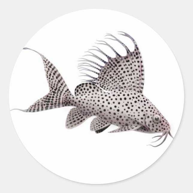 Synodontis Catfish Sticker (Vorderseite)