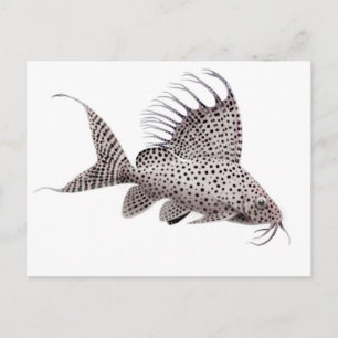 Synodontis eupterus Catfish Postkarte
