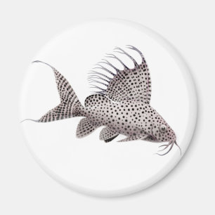 Synodontis eupterus Wels-Magnet Magnet