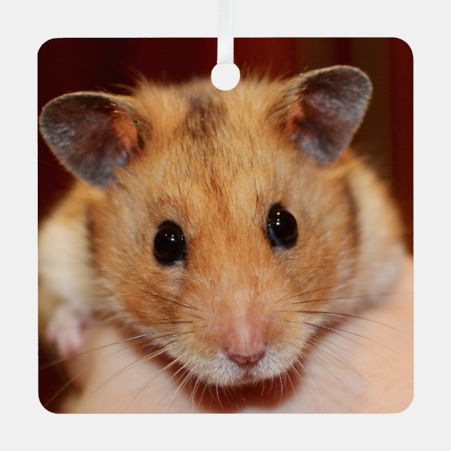 Syrian Pet Hamster - Standard Hamster - Teddy Bear Ornament Aus Metall (Vorderseite)