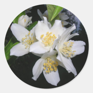 Syringa-Aufkleber Runder Aufkleber