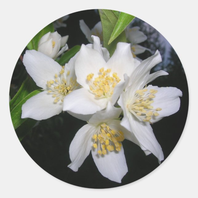 Syringa-Aufkleber Runder Aufkleber (Vorderseite)