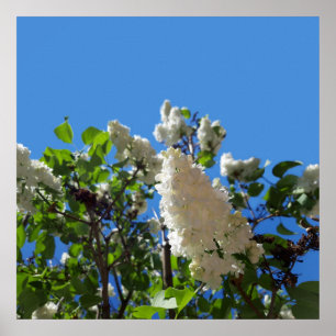 Syringa, Fliederbaum-Blumenposter Poster
