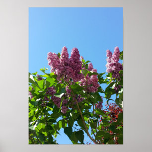 Syringa, Lilac-Blume Poster