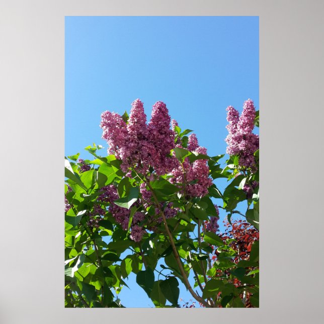 Syringa, Lilac-Blume Poster (Vorne)