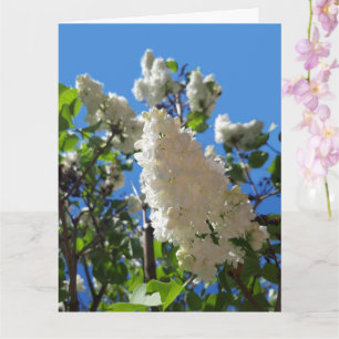 Syringa, White Lilac Blume Tree Karte