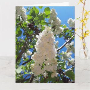 Syringa, White Lilac Blume Tree Karte