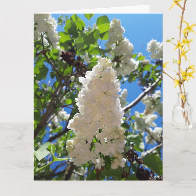 Syringa, White Lilac Blume Tree Karte (Gelbe Blume)