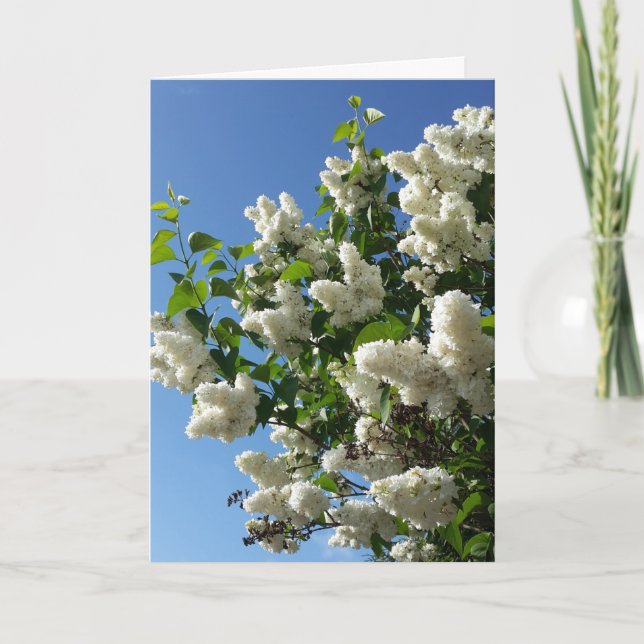 Syringa, White Lilac Blume Tree Karte (Vorderseite)