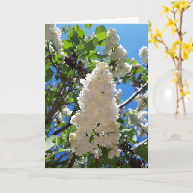 Syringa, White Lilac Blume Tree Karte (Gelbe Blume)